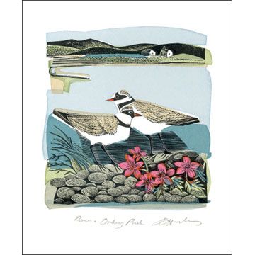 Angela Harding Plovers and Orkney Pinks AH1657