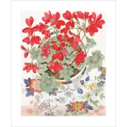 Angie Lewin Pelargonium in a Floral Cup Greetings Card AL3201