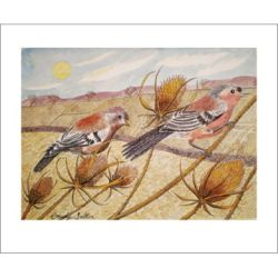 Emily Sutton Late Summer Chaffinches Greetings Card ES1441