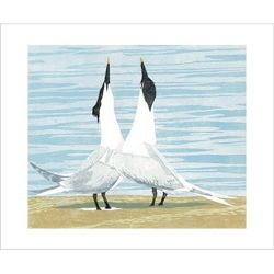 Sandwich Terns by Lisa Hooper Greetings Card LH1886