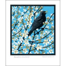 Robert Gillmor Blackthorn Blackbird Greetings Card RG1676