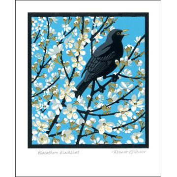 Robert Gillmor Blackthorn Blackbird Greetings Card RG1676