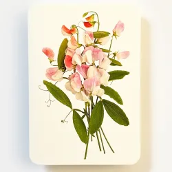 Canonbury Press Pink Sweet Peas Greetings Card